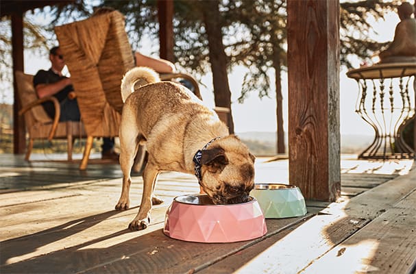 Pet Parent's Guide to Choosing the Right Dog Food Bowl