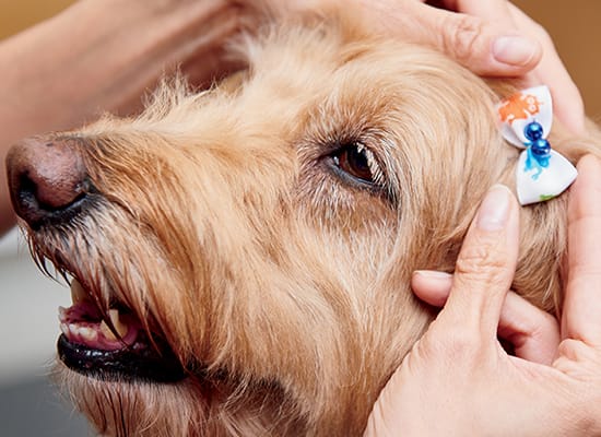 full grooming for dogs