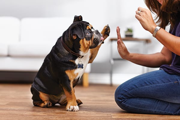 Dog Behavior Training: 12 Bad Habits to Change | Petco