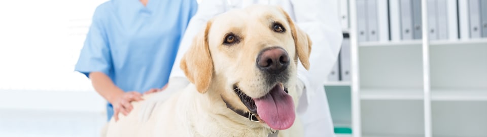 dog at the vet