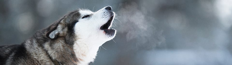 Dog Howling