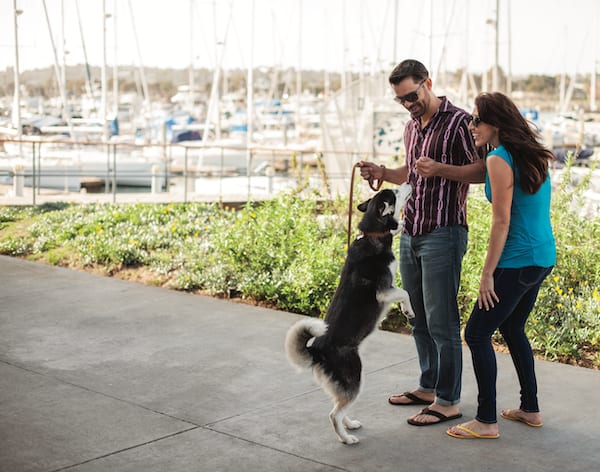 Dog jumping on leash hotsell