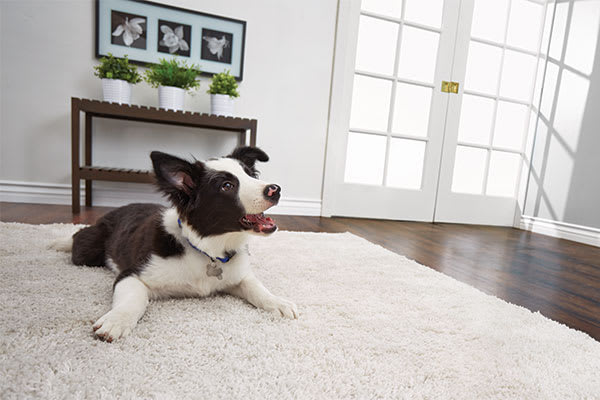 stop puppy chewing rug