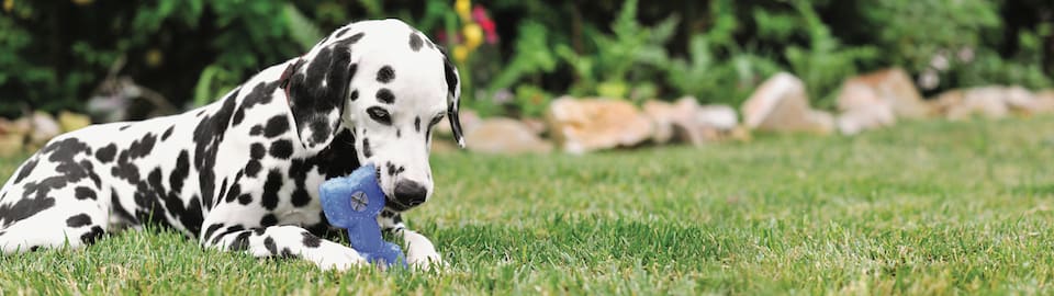 Dog laying on grass