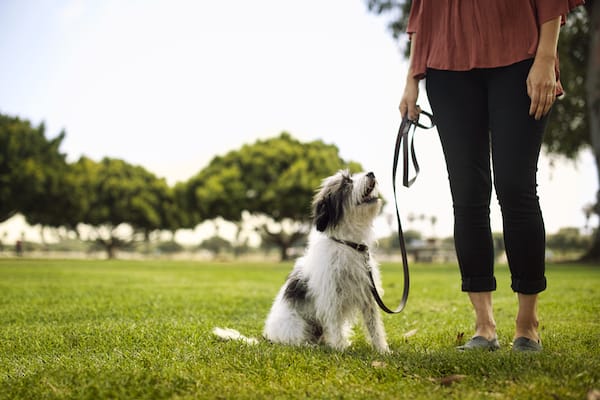 How to Teach a Puppy to Walk on a Leash 