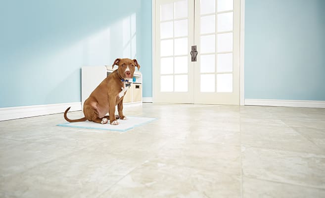 how to re potty train a dog