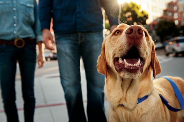 how to get your dog to become a therapy dog