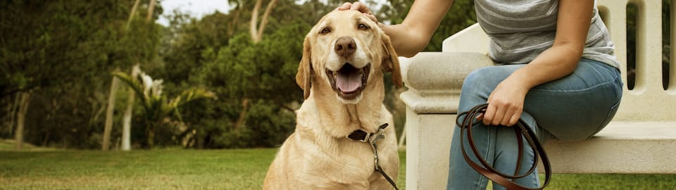 canine therapy training