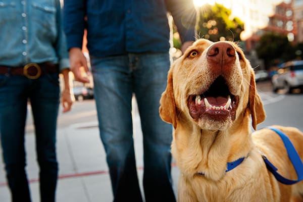 deter dog barking