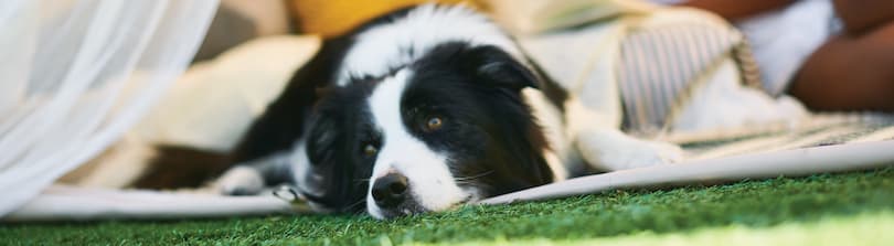 Border collie shop sensitive stomach