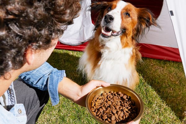 What to Feed a Dog with a Sensitive Stomach