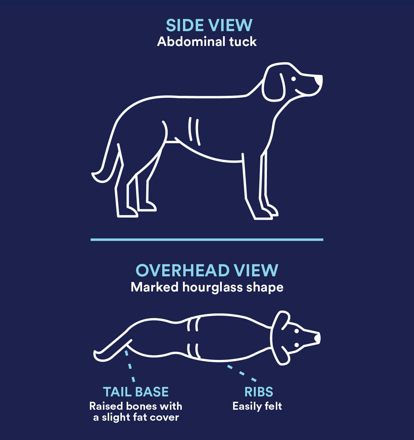 Pet Obesity: Healthy Weight Charts & Weight Management | Petco