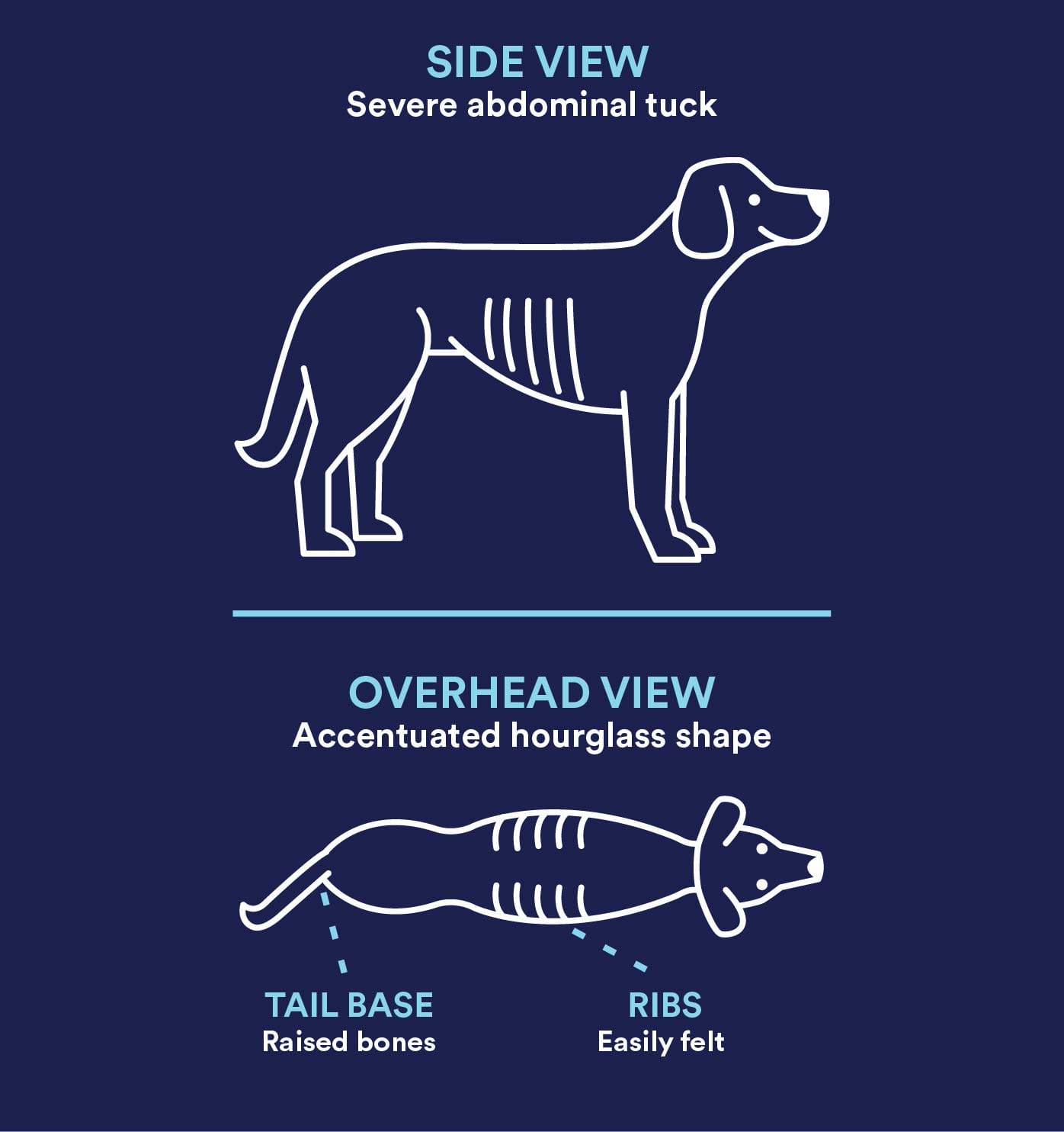 PET SCALE - FOUR BEST PET SCALES