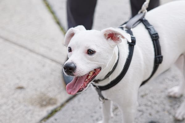 how to get your dog to be a therapy dog