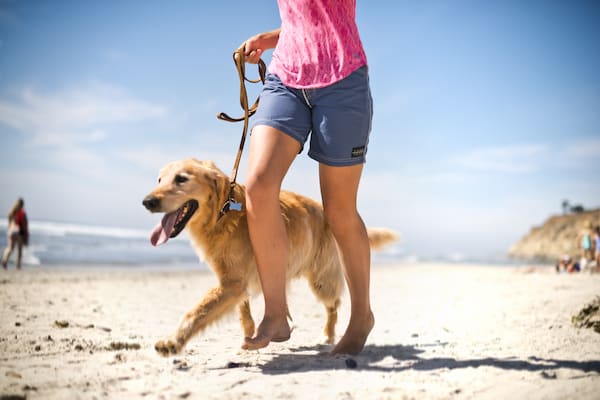 dog swimming gear