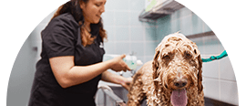 How Often to Bathe and Groom a Dog, Petco