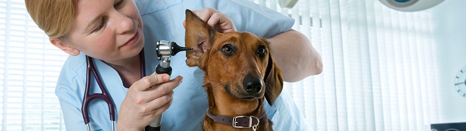 Ear infection treatment dogs over outlet counter