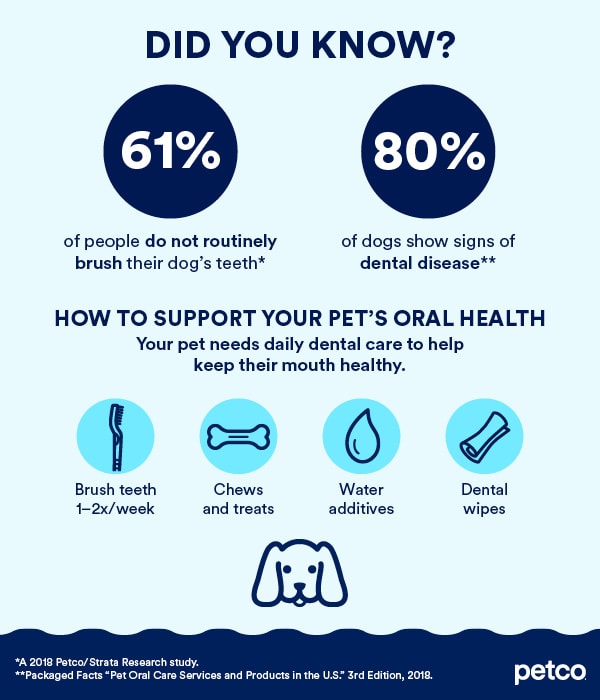 Dog dental facts
