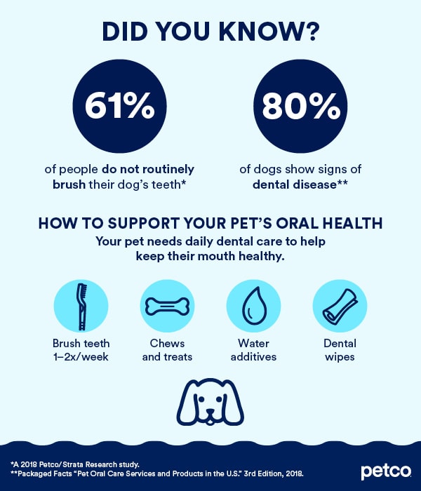 How and How Often to Brush a Dogs Teeth Petco