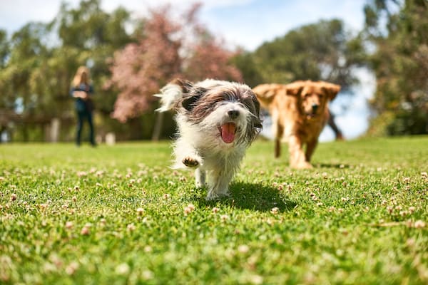 Dogs running in park