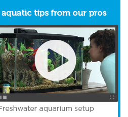 Freshwater aquarium setup video