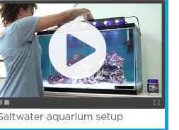 Saltwater aquarium setup video