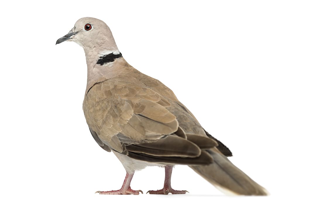 Dove Care Sheet: Food, Habitat & Health