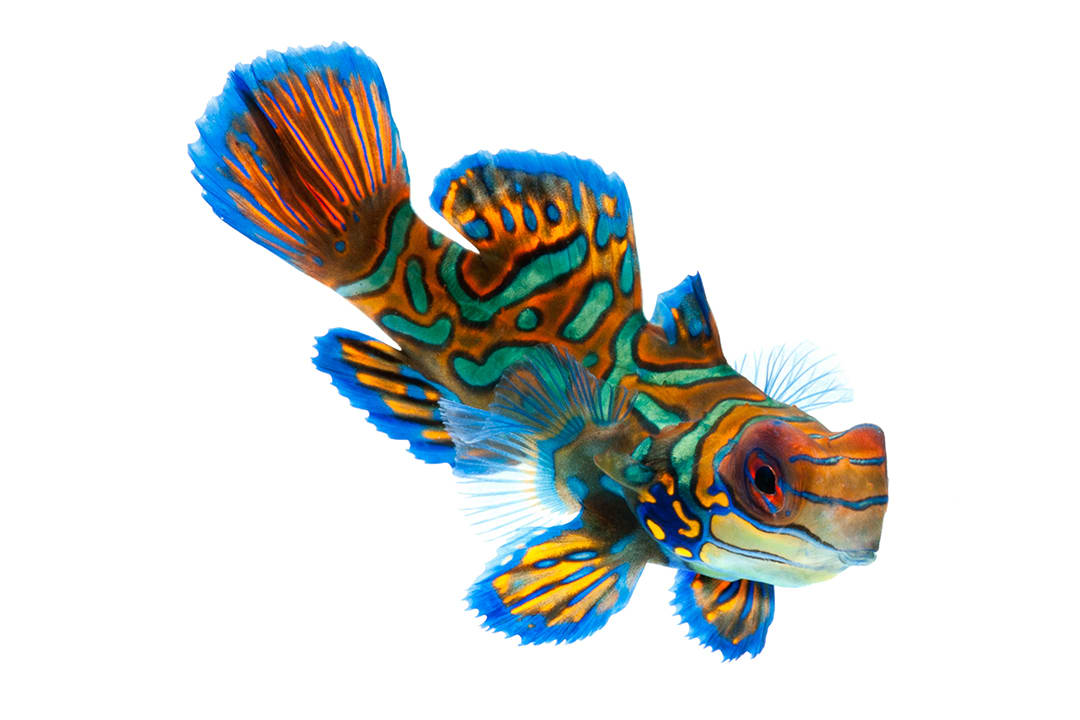 Dragonet fish clearance care