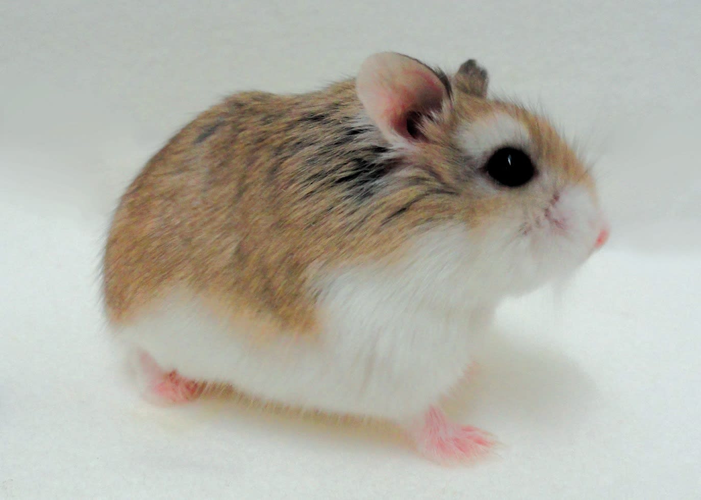 robo dwarf hamster care