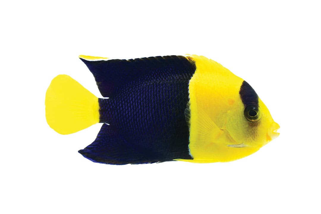 Dwarf Marine Angelfish