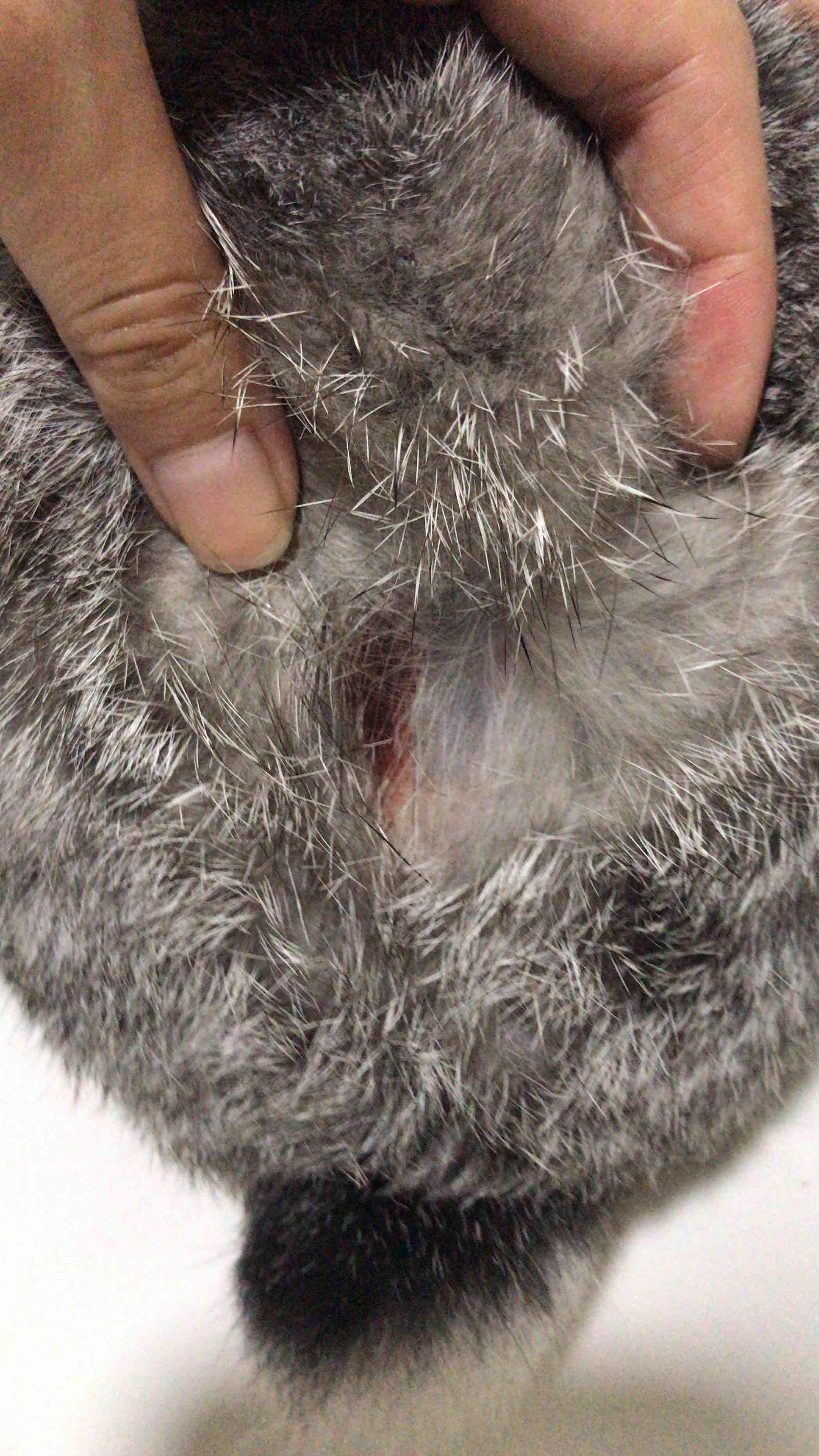 My Rabbit Has a Bleeding Bald Spot from Brushing? What to Do | Petco