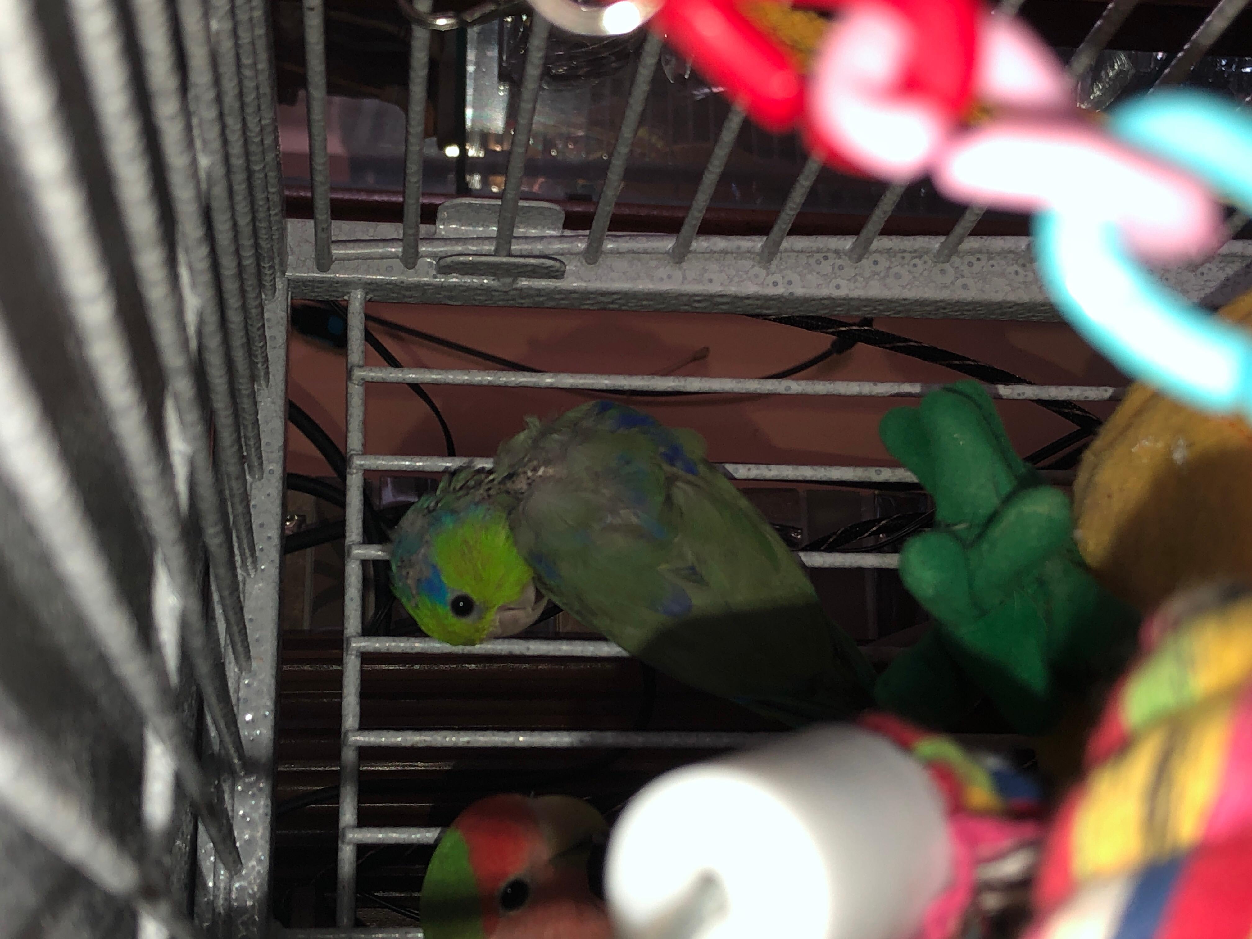Photo inspiration: Picture Idea: Parrotlet Losing Head Neck Feathers After Bath What S Wrong