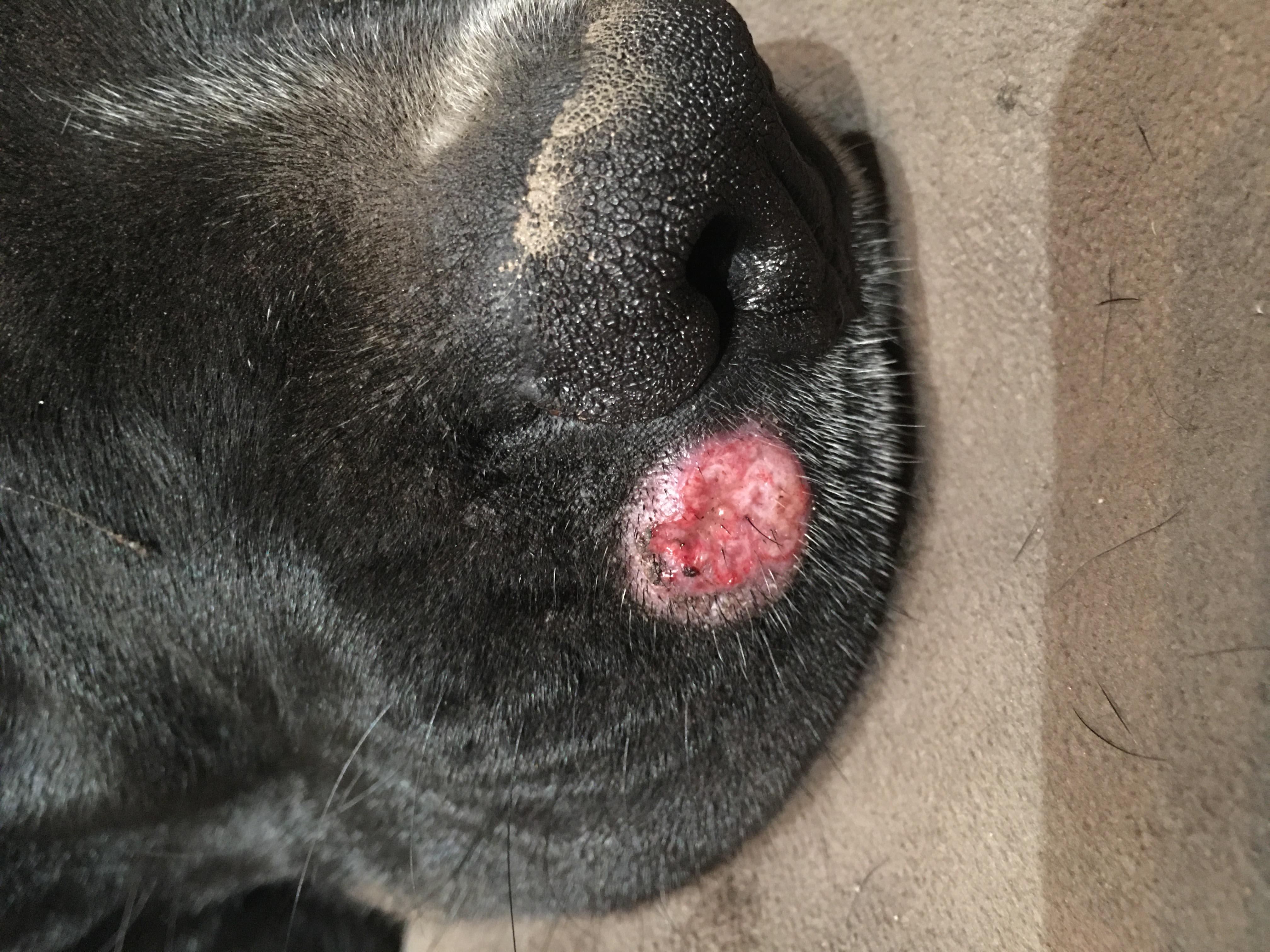 My Dog Has a Nose Lesion: Is it Ringworm? OTC Treatment? | Petco