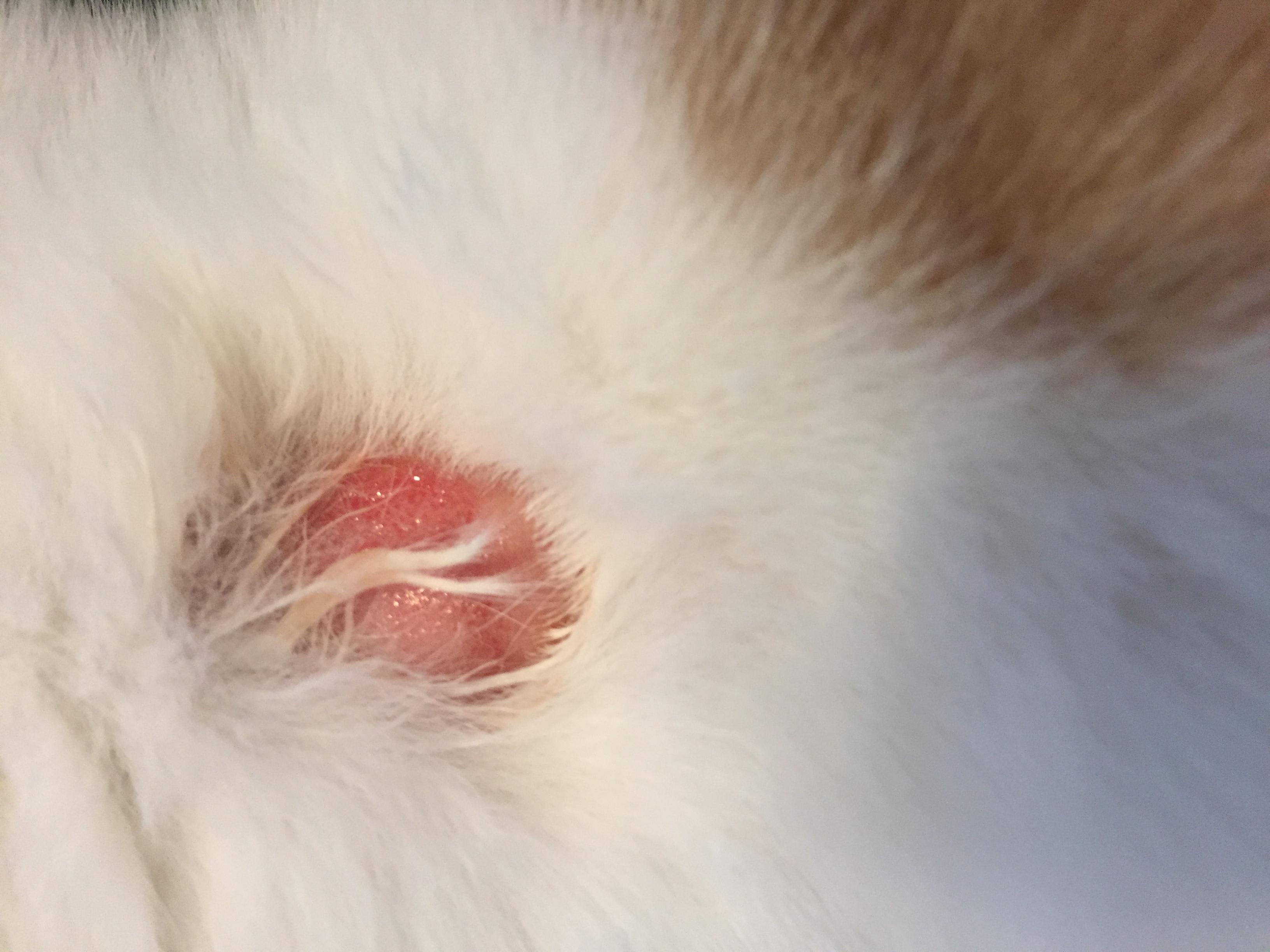 My cat has a bleeding, growing neck wound & fur loss? What is it? | Petco