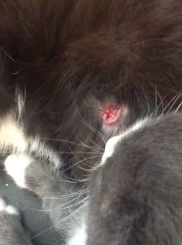 Found a Lesion on Your Outdoor Cat's Stomach? Should You Worry? | Petco