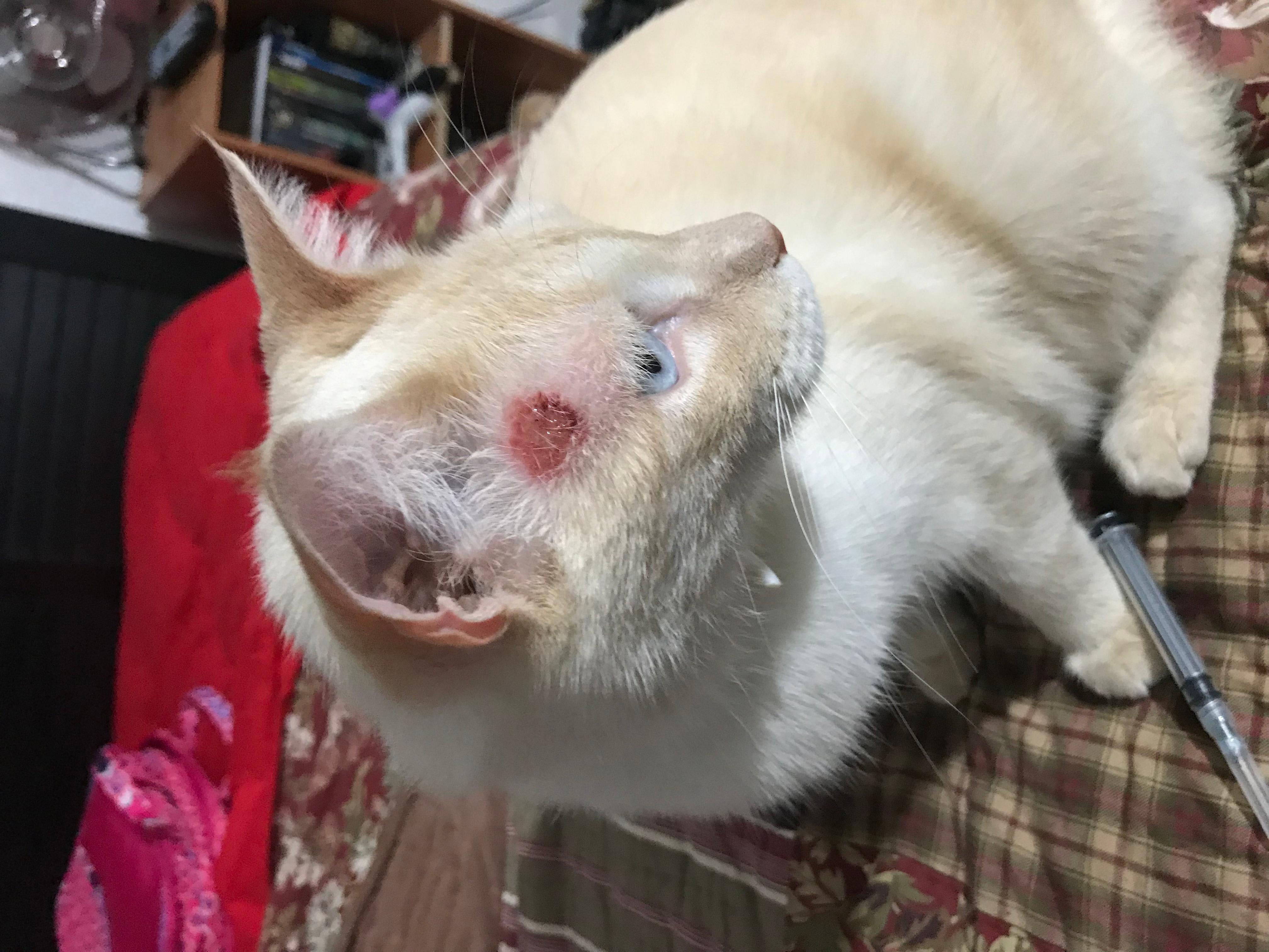 What's that red, crusty, growing sore on your cat's head? | Petco