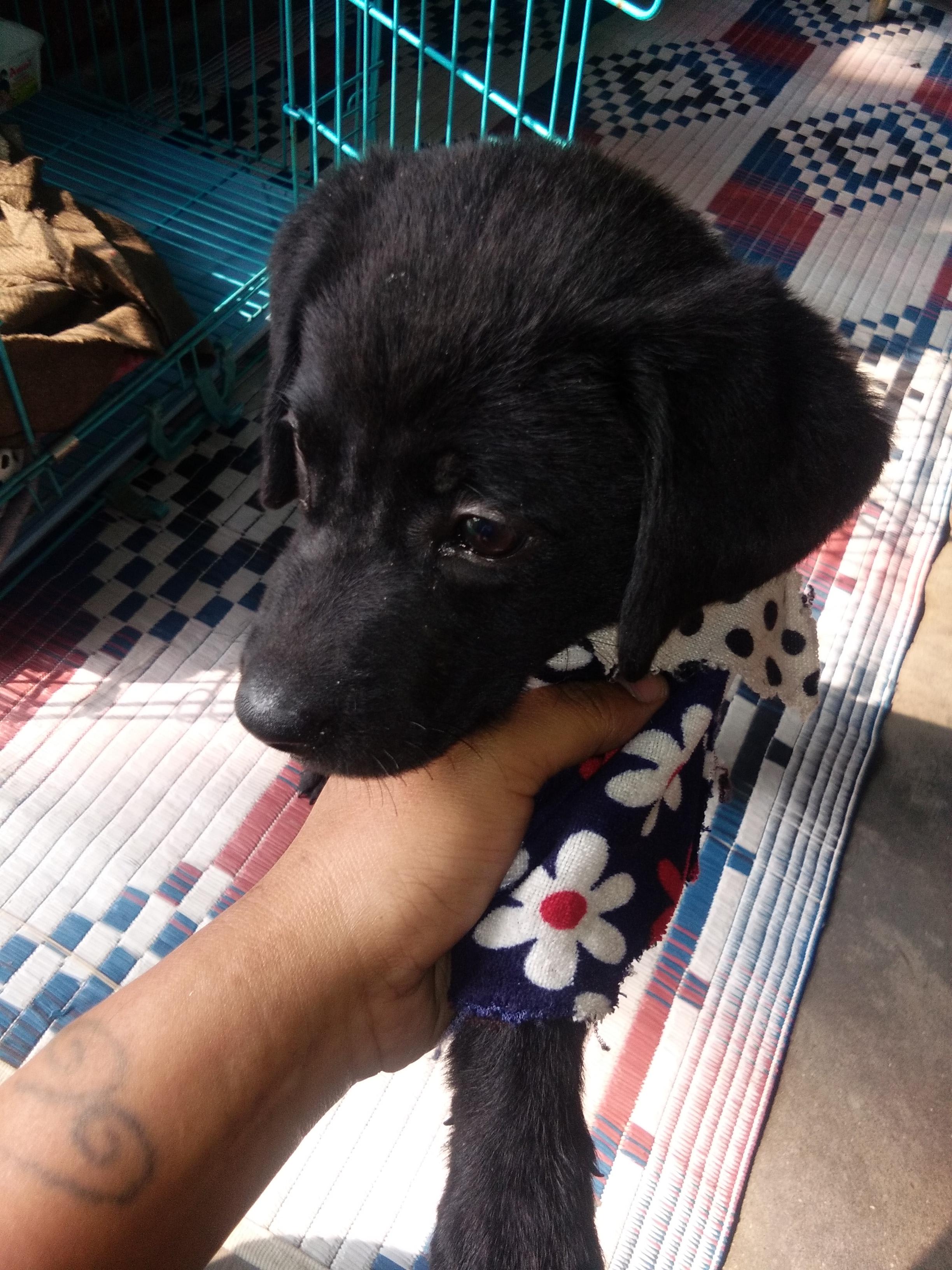 My Puppy Has a Cold & Runny Nose, No Vet. Medicine Online? | Petco
