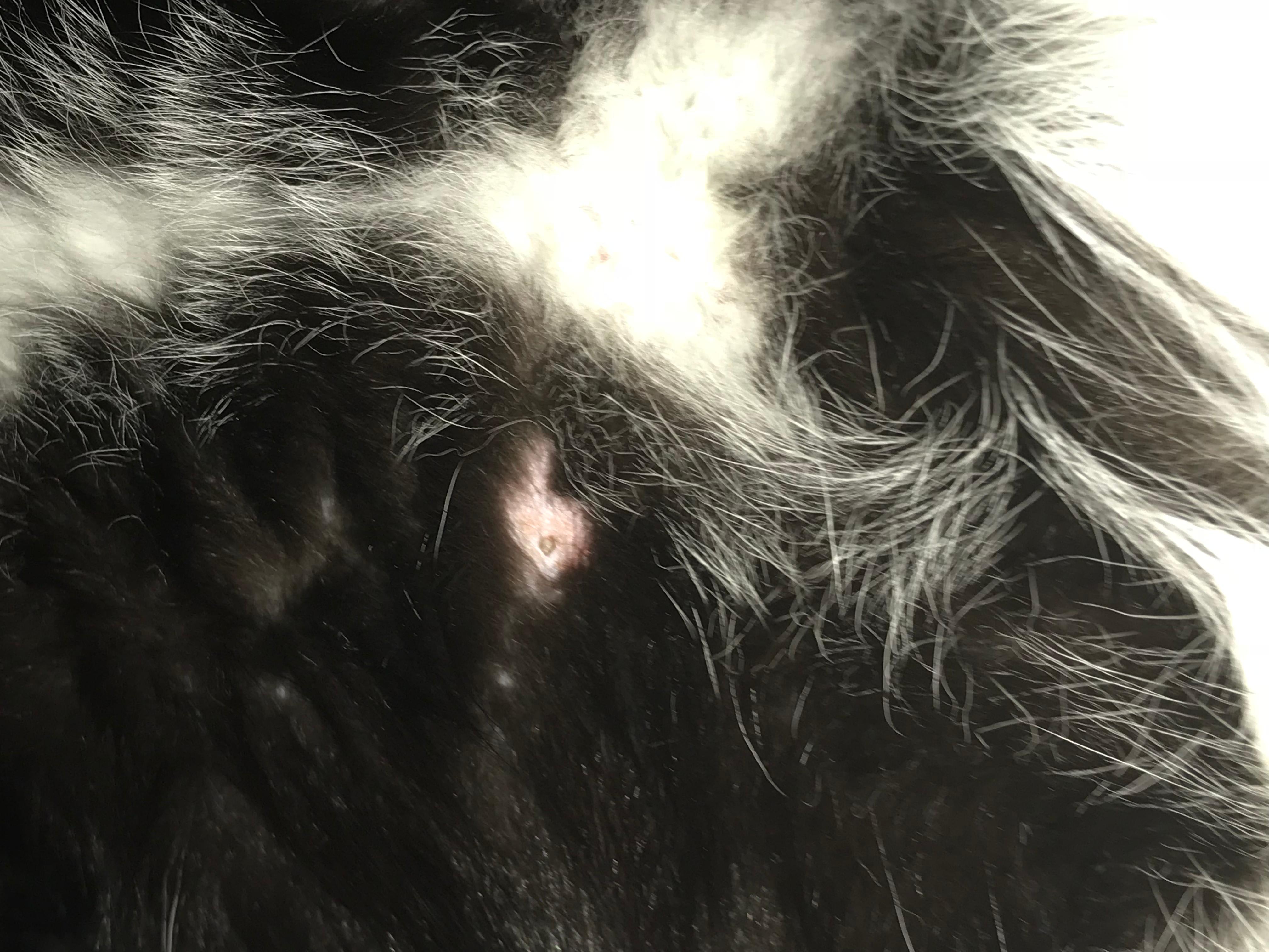 My cat is sick, lethargic, has belly lumps. Vet visit? Petco