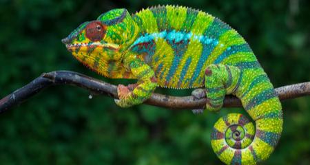 Vitamin A Deficiencies in Chameleons: Signs, Treatment, and Prevention