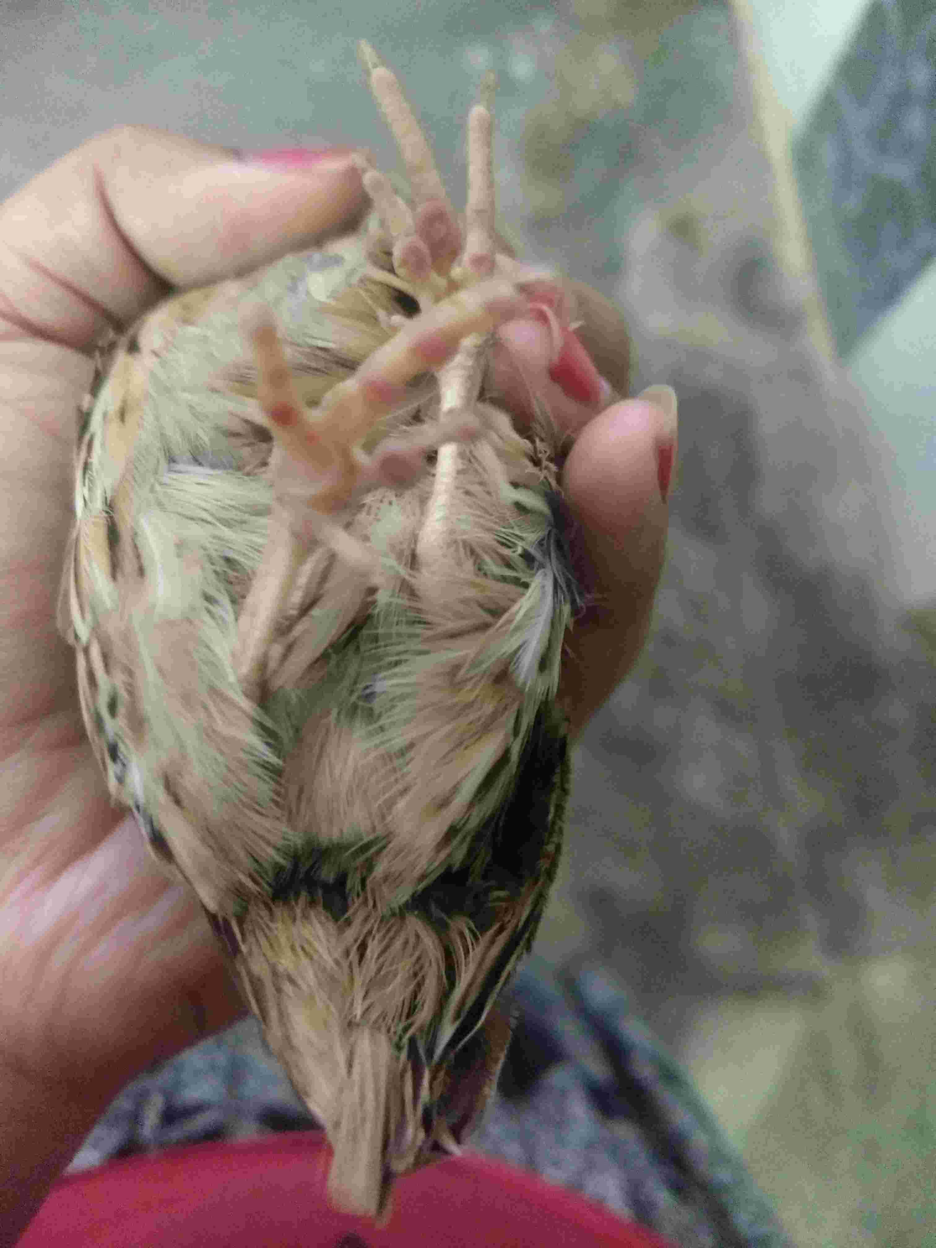 My Quail Has Foot Sores & Can't Walk? Causes & Treatment | Petco