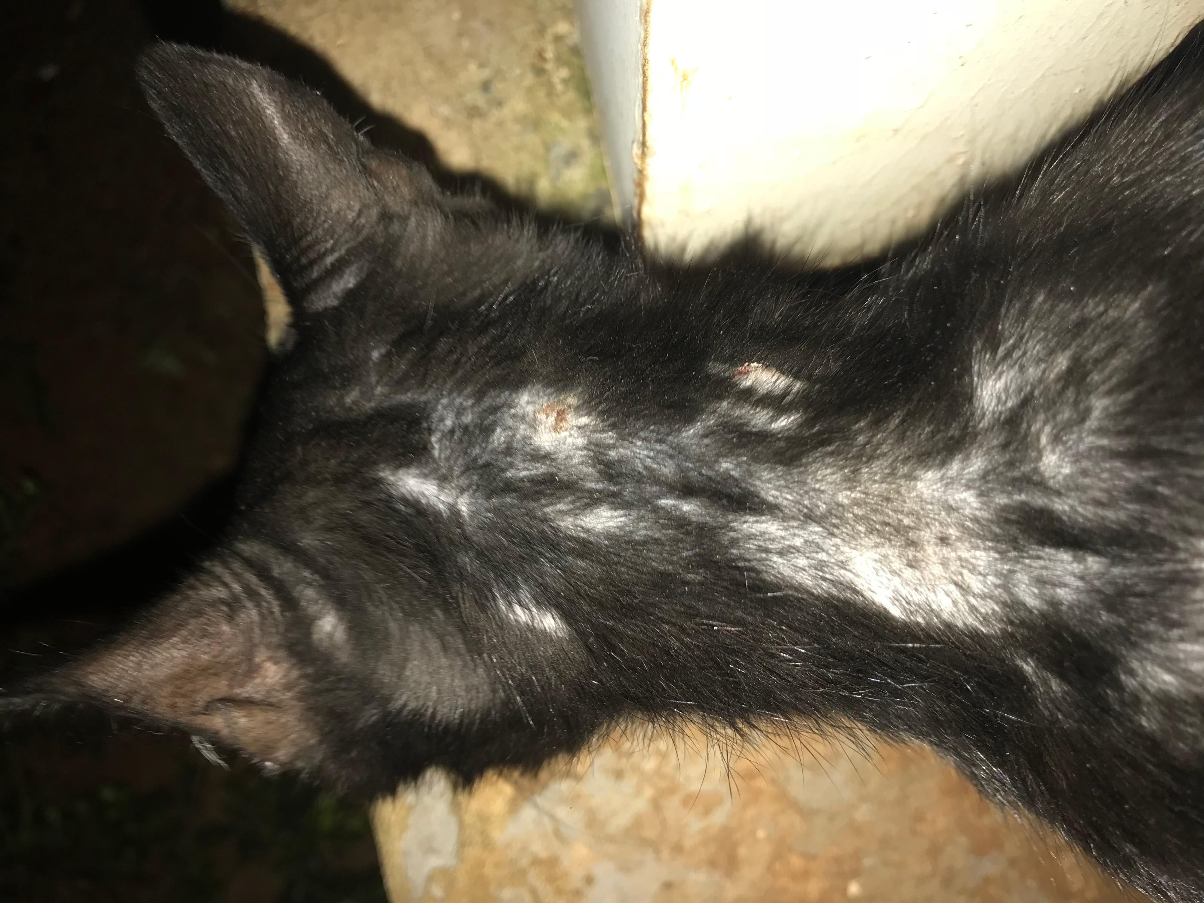 My stray cat is losing hair and has spots on its head and neck. | Petco