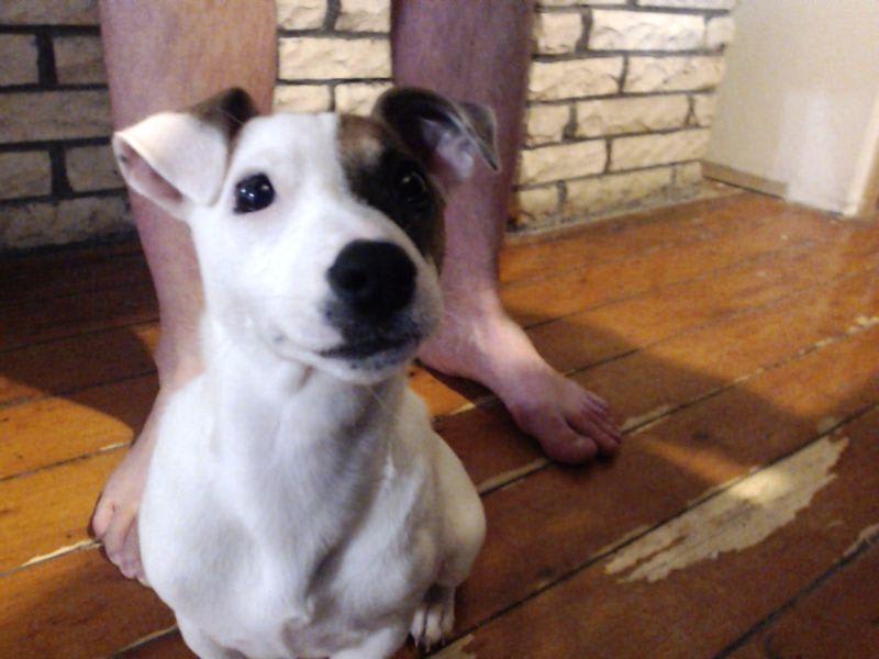 Sentinel Spectrum vs. Injection: Which Treats More Dog Parasites? | Petco