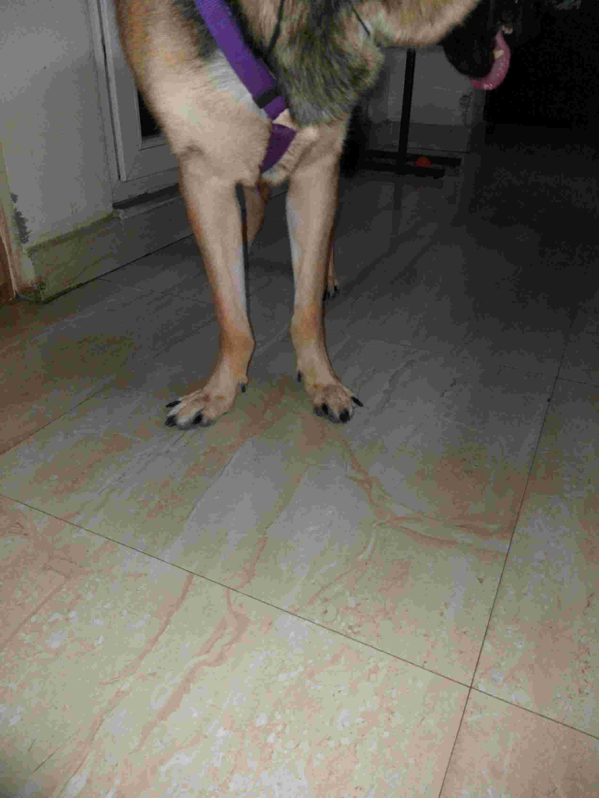 Are your dog's bowed legs carpal valgus? Do Labradors get it too? | Petco