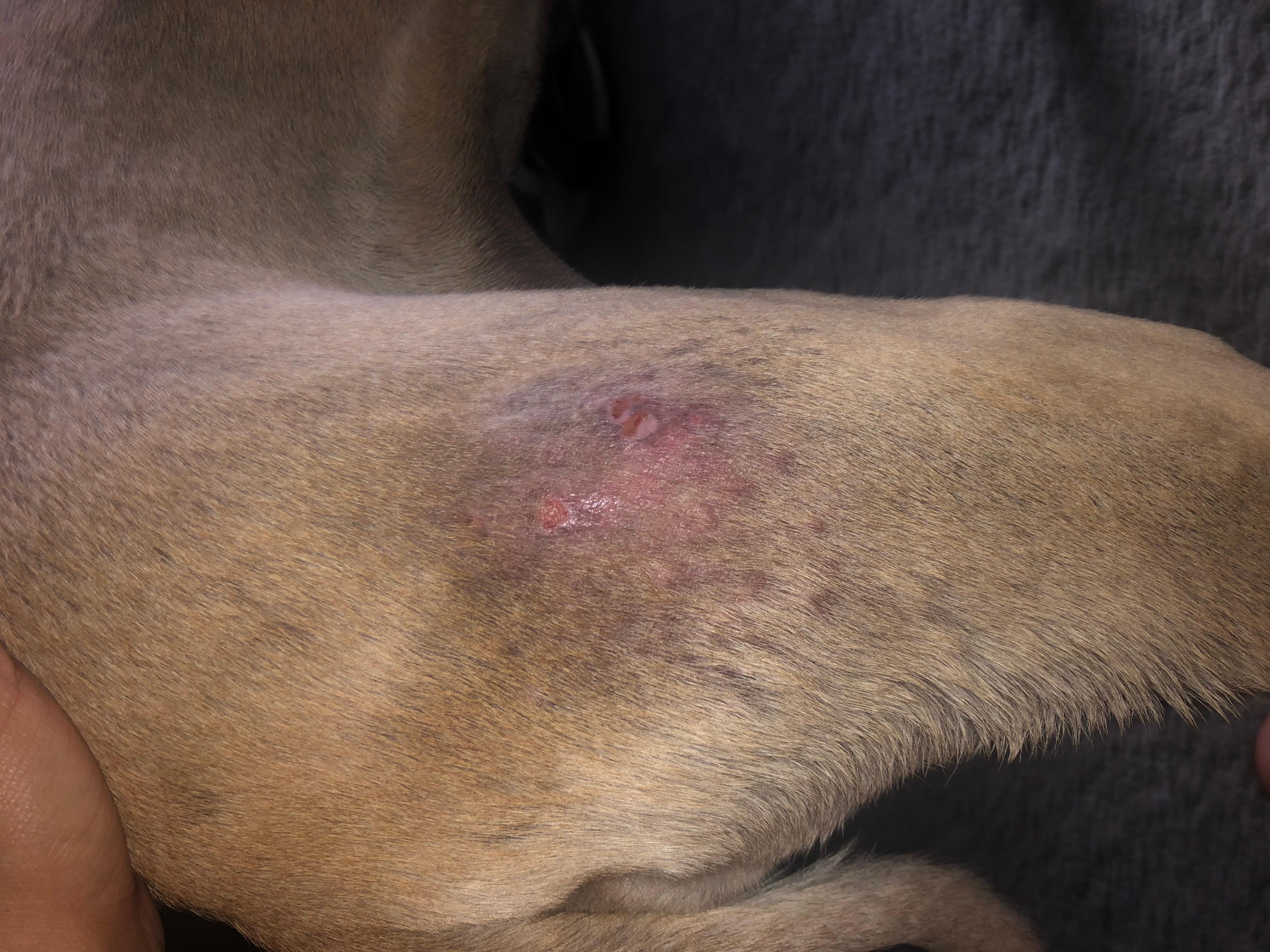 Dog Bug Bites Won't Heal? Scabs & Hard Bumps? Get Answers | Petco