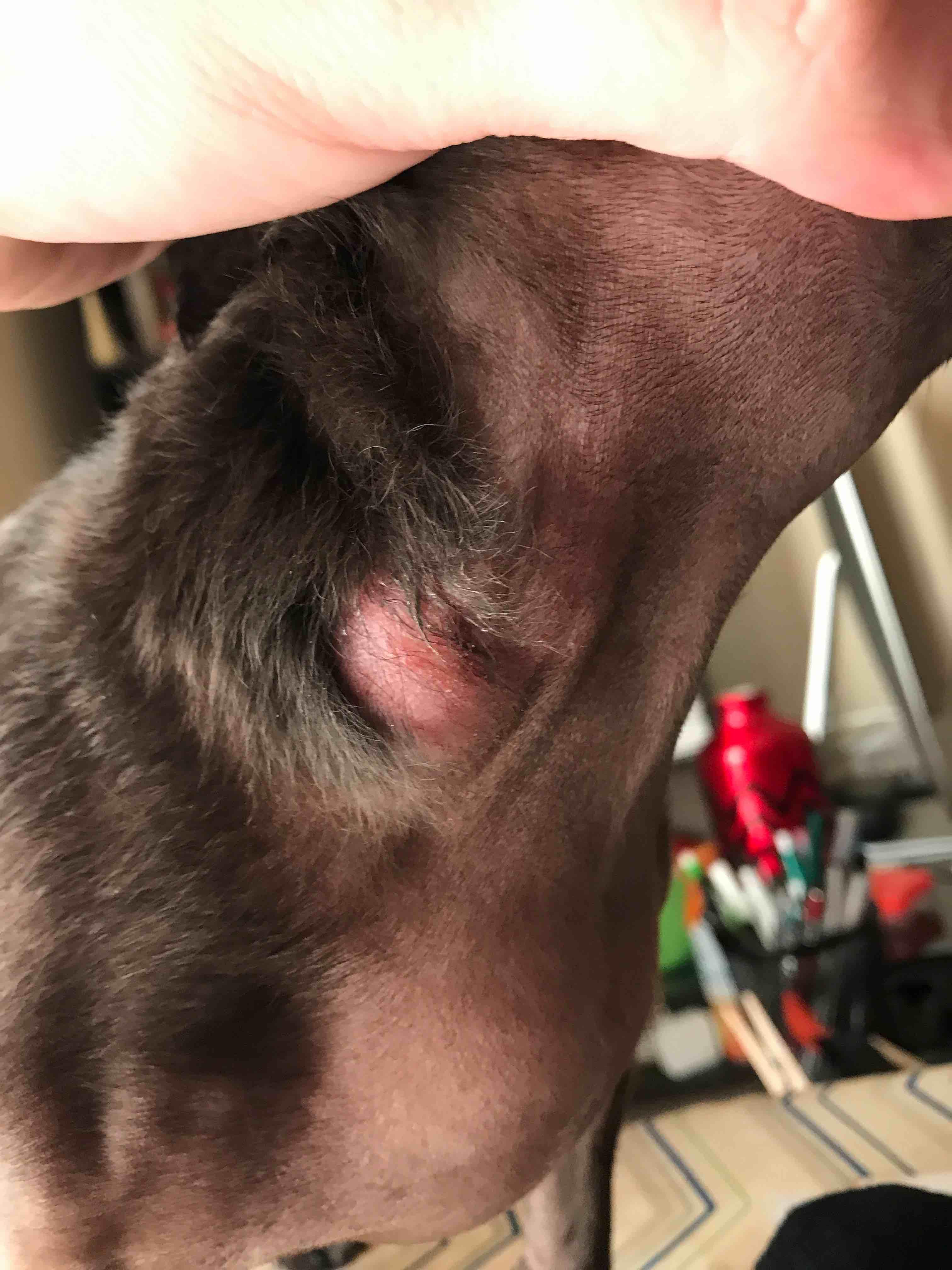 What home remedies can I use for my dog's itchy neck fold? | Petco