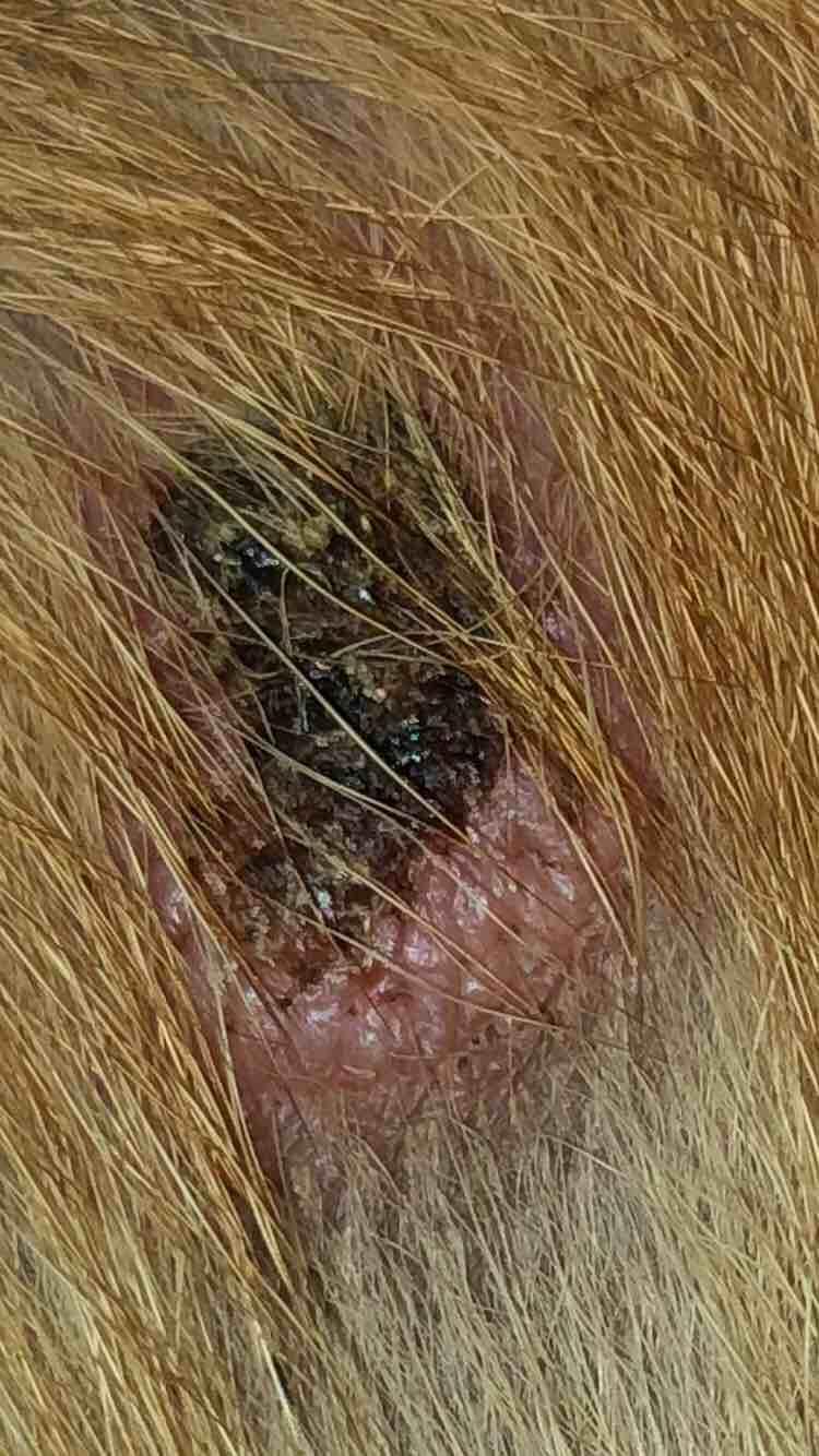 My dog has a growing scab-like mark on her belly. Should I worry? | Petco