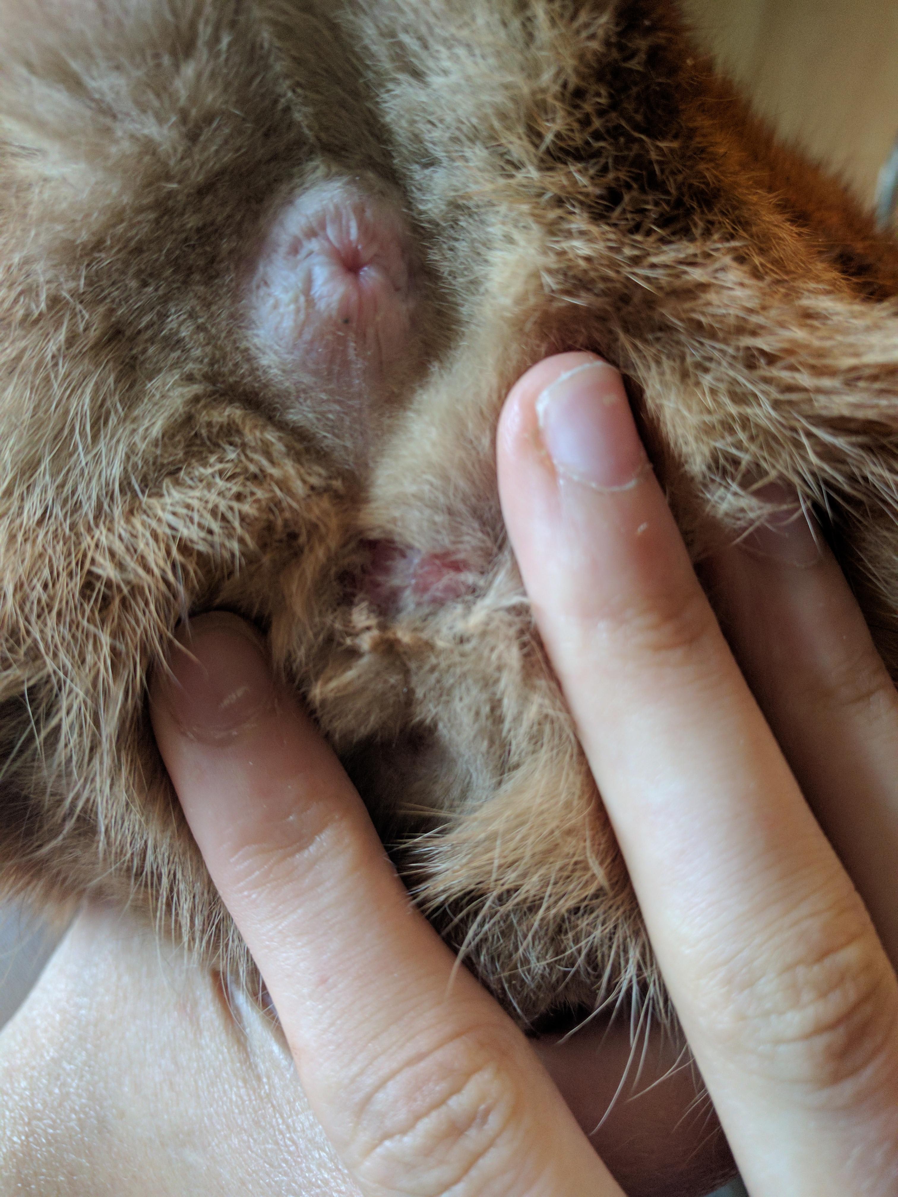 Why are my cat's skin sores not healing and he's vomiting? | Petco