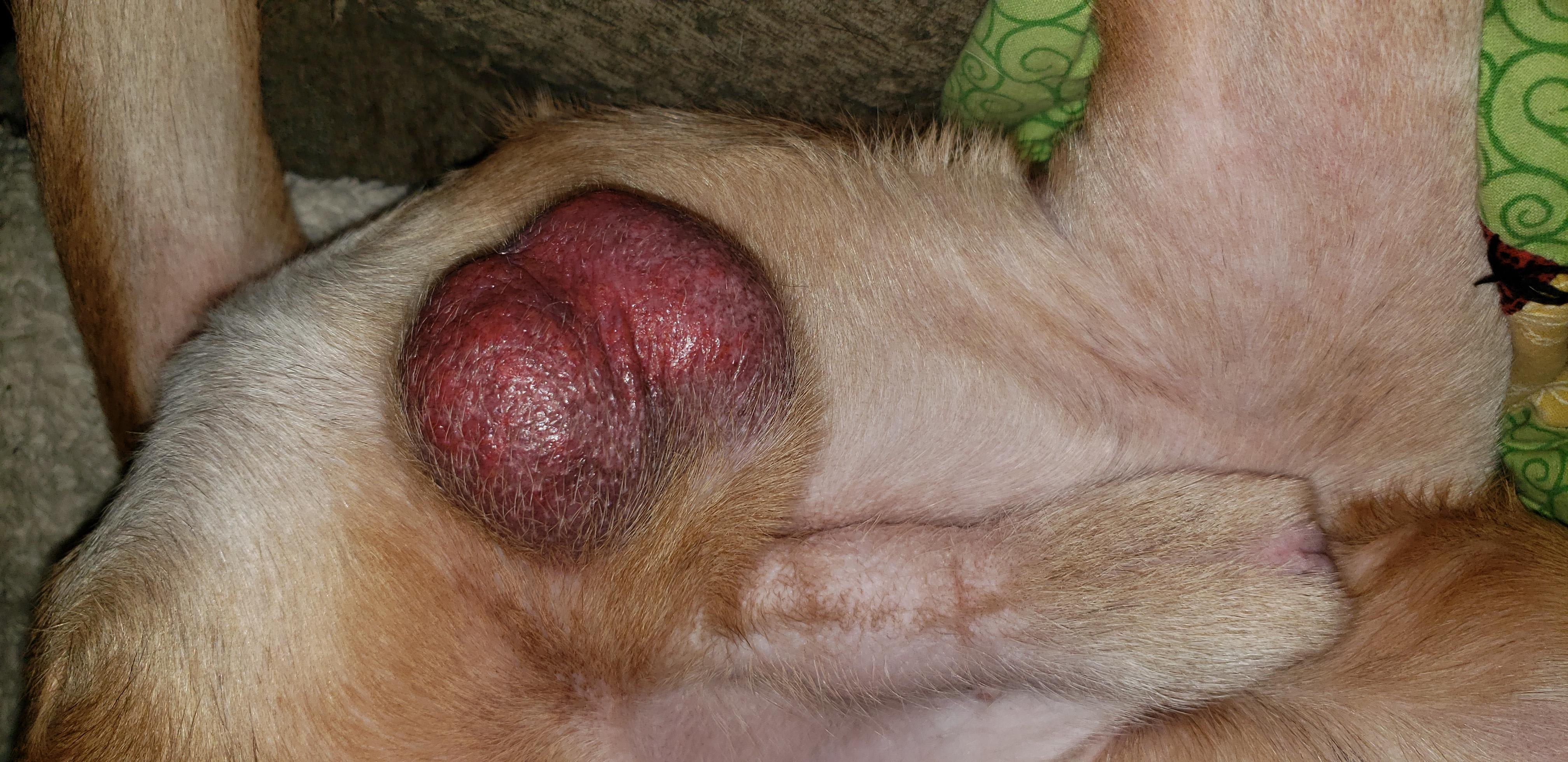 Why are my dog's testicles swollen, red, and persistent? | Petco