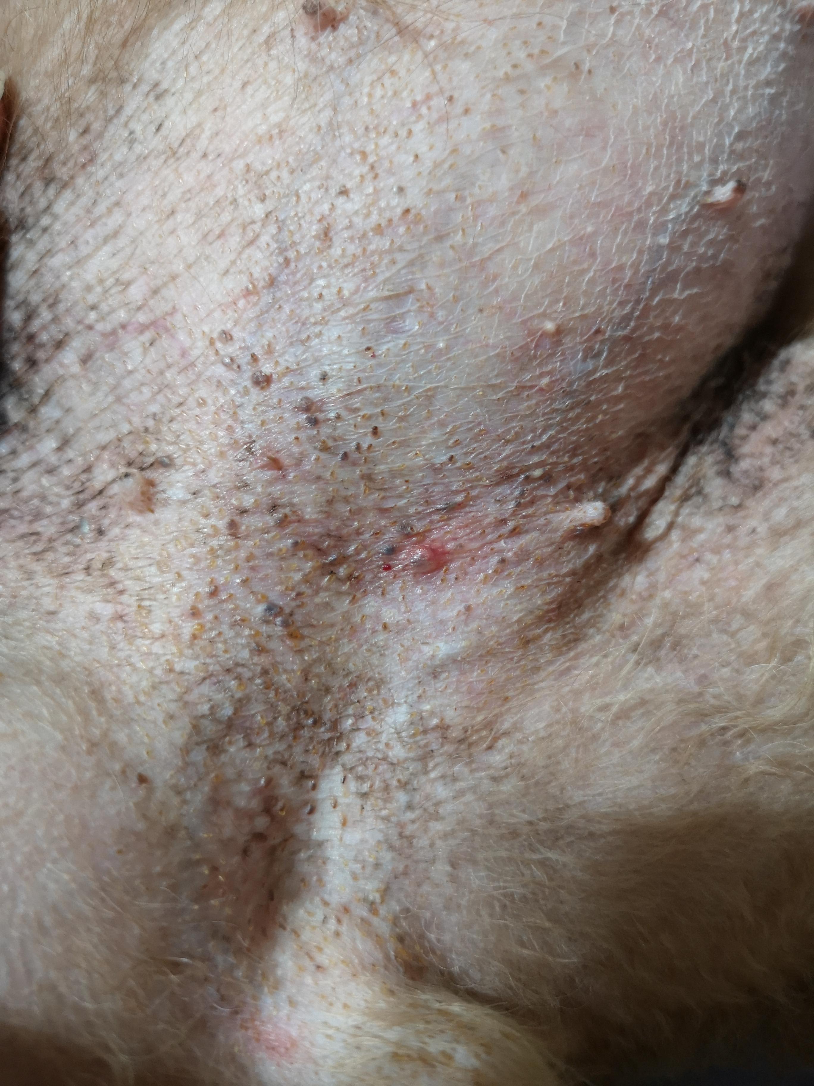 Can Puppies Get Clogged Pores From Eating Grass preview
