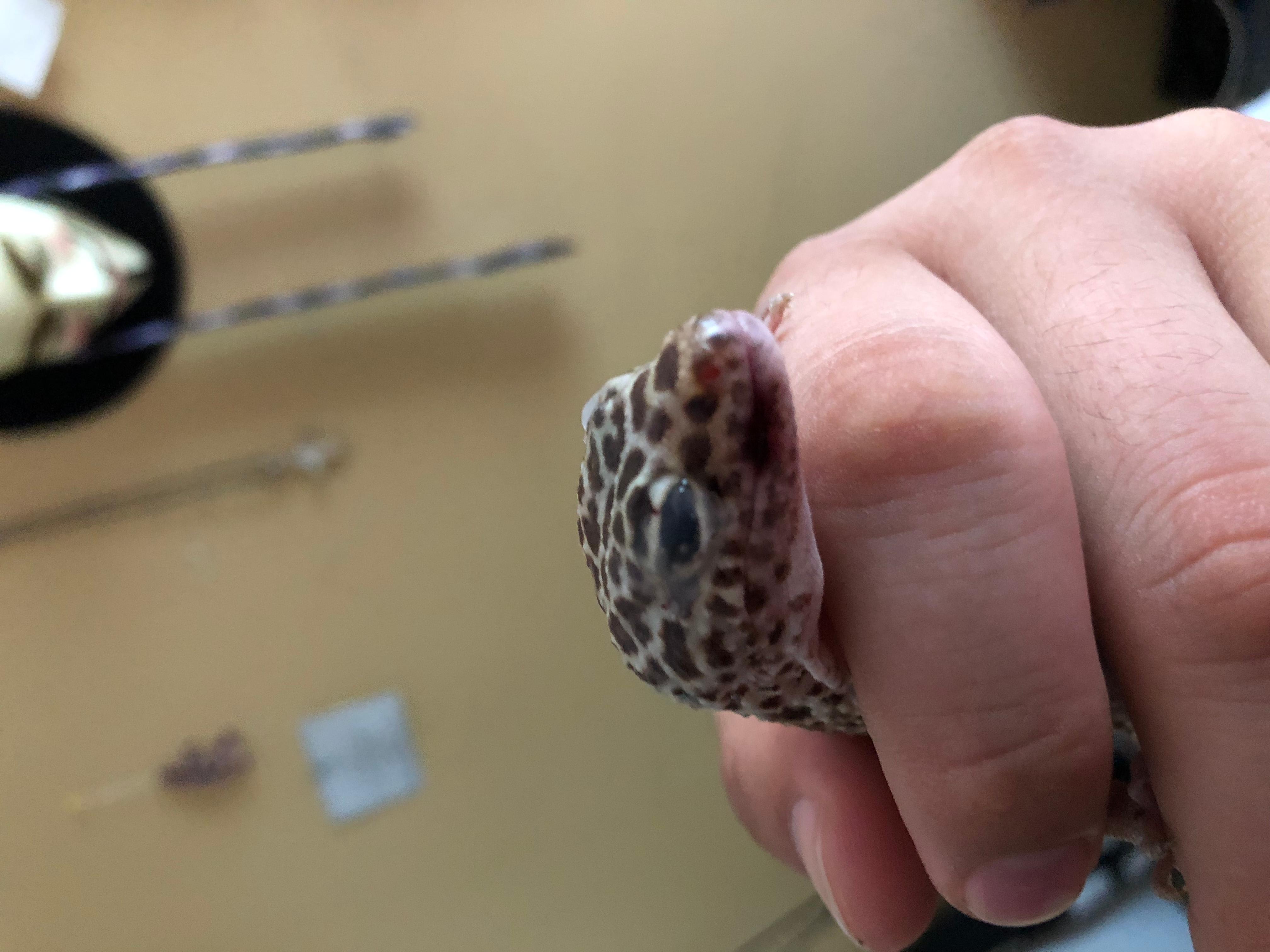 Leopard Gecko Eye Injury: How Long to Heal & Get Him Eating? | Petco